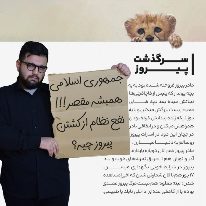 سرگذشت پیروز? مادر پیروز فروخته شده بود به یه بچه پولدار که پلیس از قاچاقچی ها نجاتش میده بعد بچه های محیط زیست بزرگش میکنن و با یه یوز نر که زنده پیدایش کرده بودن همراهش میکنن و در اتفاقی نادر در جهان این دوتا در اسارات پیروز رو سالم به دنیا میارن. ۱_مادر پیروز هم الان دوباره باردار ۲_آذر و توران هم از طریق تجربههای خوب و بد پیروز در شرایط خوبی نگهداری میشن ۳_ 17 یوز هم تا الان شمارش شدن که اخیرا مشاهده شدن البته معلوم هم نیست مرگ پیروز عمدی بوده یا از کاهلی عده ای داخلی نابلد یا طبیعی جمهوری اسلامی همیشه مقصر!!! نفع نظام از کشتن پیروز چیه؟